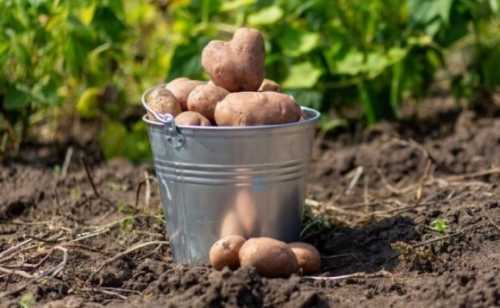 Виробники картоплі налаштовані песимістично - INFBusiness
