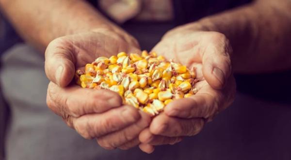 Українська кукурудза реалізується за найвищими з осені цінами - INFBusiness