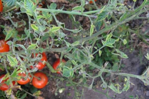 Столбур – реальная угроза для позднеспелых томатов - INFBusiness