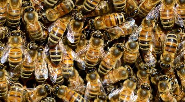 В ОАЕ вивели бджіл, які здатні переносити спеку - INFBusiness