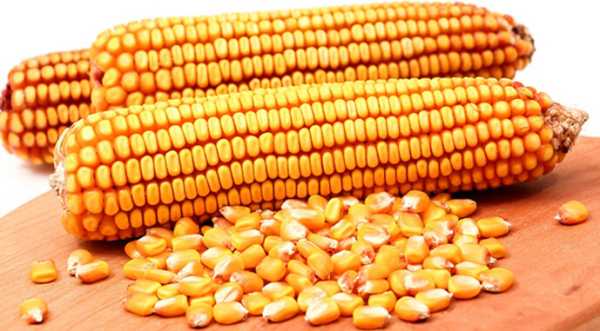 Ціна кукурудзи нового врожаю суттєво нижча собівартості виробництва - INFBusiness