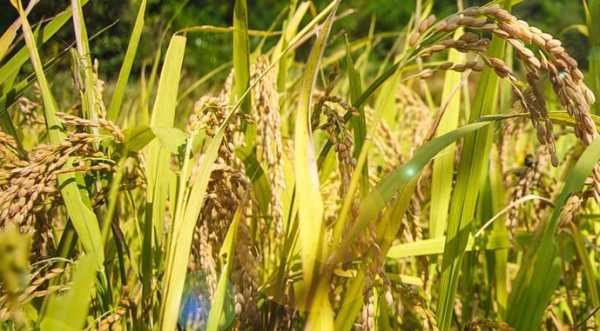 Україна відновлює виробництво рису і скорочує імпорт - INFBusiness
