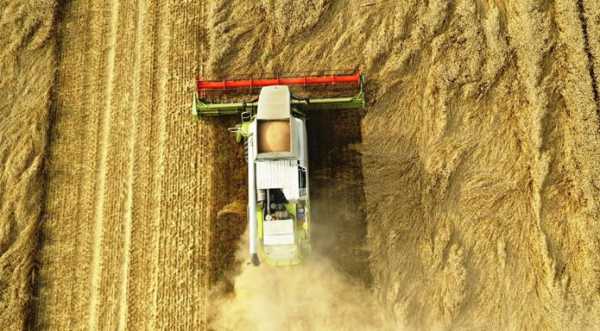 Аграрії намолотили майже 29 млн т зерна - INFBusiness