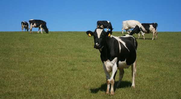 Щоб знизити викиди метану, вчені пропонують годувати корів екстрактом нарциса - INFBusiness