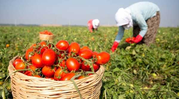 Названо фактори, що заважають розвитку овочівництва Одещини - INFBusiness