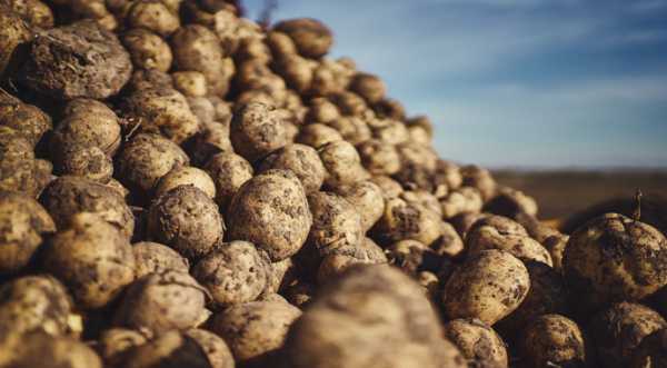 В Україні третій рік поспіль зберуть хороший урожай картоплі - INFBusiness