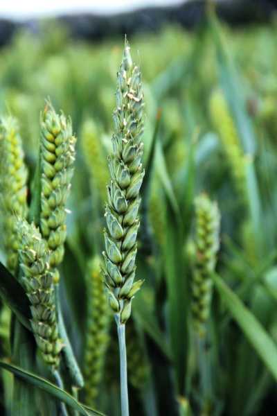 Протруйники насіння зернових: правильний вибір та ефективність використання - INFBusiness