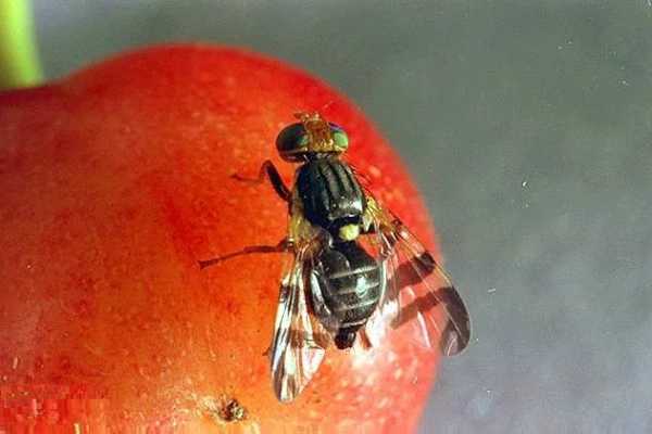 Червячки вишневой мухи портят урожай вишни, черешни, жимолости - INFBusiness