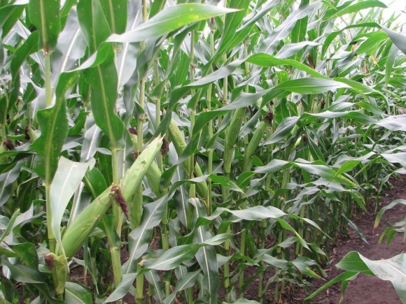 Контроль грибних хвороб кукурудзи на пізніх стадіях вегетації - INFBusiness