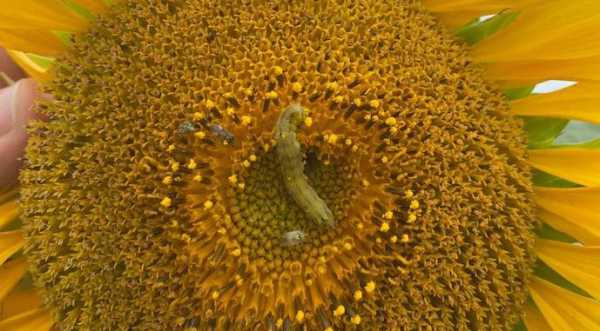 Бавовникова совка може знищувати до третини врожаю соняшнику. Як боротись - INFBusiness
