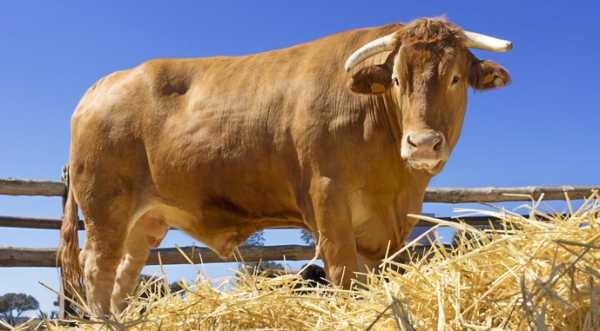 Cargill оголосив про першу методологію скорочення викидів метану для виробників яловичини - INFBusiness