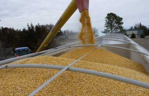 До експорту українського зерна можуть долучитись Греція та Італія - INFBusiness