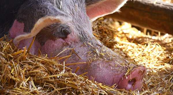На Кіровоградщині спалах АЧС: знищено 550 свиней - INFBusiness