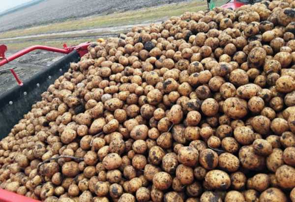 Високі врожаї картоплі в умовах нестабільного вологозабезпечення Тернопілля можливі! - INFBusiness
