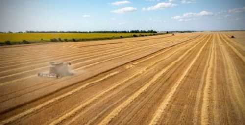Науковці розрахували точки беззбитковості врожайності сільськогосподарських культур - INFBusiness