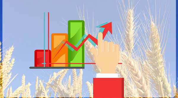 Фуражна пшениця за місяць втратила 8% ціни - INFBusiness