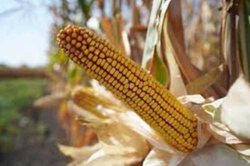 Посуха знизить собівартість кукурудзи, але затримає сівбу озимини, – аналітики - INFBusiness