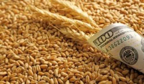 Ціни на пшеницю знижуються по всім напрямкам - INFBusiness