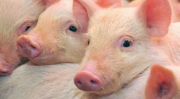 Збільшення поголів’я свиней до 20 млн забезпечить економіці 6 млрд євро доданої вартості - INFBusiness