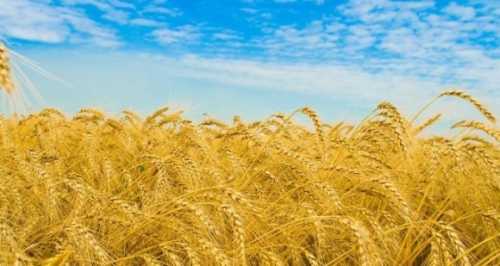 Болгарія не підтримує продовження заборони імпорту українського зерна - INFBusiness