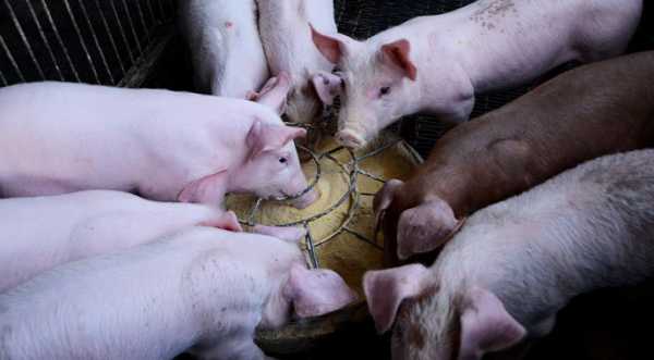 Повернення свиней до забійних кондицій стабілізувало ринок - INFBusiness