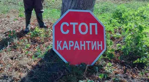 На Київщині вдруге за місяць зафіксували спалах АЧС - INFBusiness
