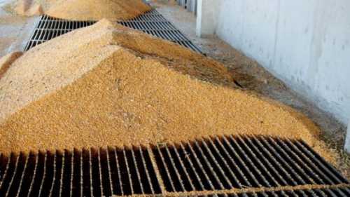 Вкрали зерна на 23 млн грн – НАБУ повідомило про підозру екс-директору інституту НААН та приватному підприємцю - INFBusiness