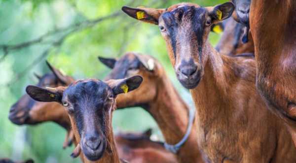 Україна обмежила ввезення продукції тваринництва із Болгарії