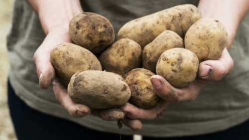 На Волині планують зібрати 1,2 млн тонн картоплі - INFBusiness