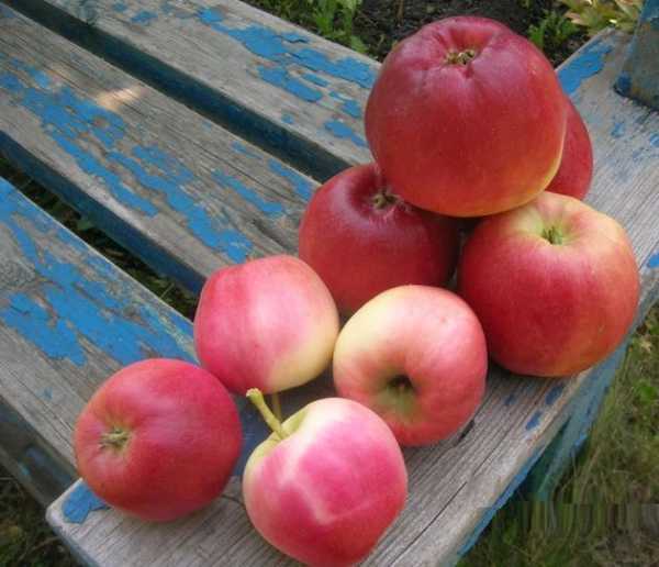 Любимые сорта яблок наших читателей - INFBusiness