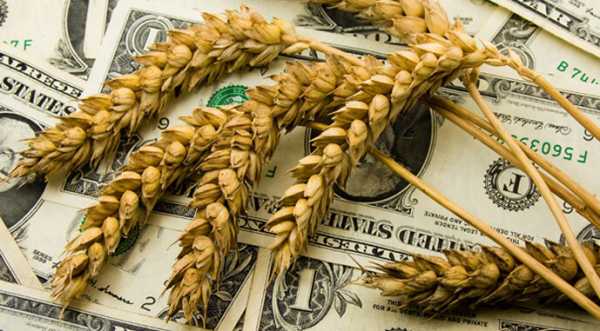Ціни на українську пшеницю знизилися за всіма напрямками експорту - INFBusiness