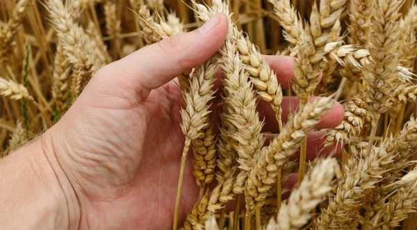 USDA погіршило проноз світового урожаю пшениці. Україна — без змін - INFBusiness
