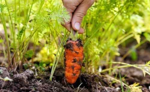 Виробники заклали моркву на зберігання і тепер продають її прямо з поля - INFBusiness
