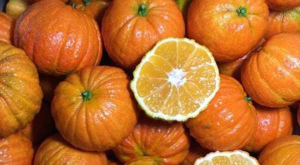 На ринок Європи вийшов мандарин у формі гарбуза - INFBusiness