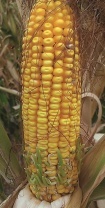 Вологовіддача та строки збирання врожаю кукурудзи - INFBusiness