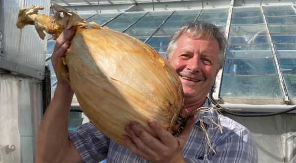 Британський фермер виростив цибулину вагою майже у 9 кг - INFBusiness