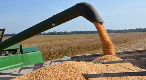 Середня урожайність кукурудзи на Волині — 9 т/га - INFBusiness