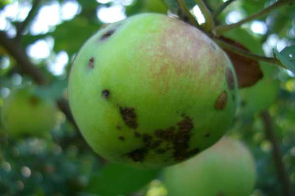 Парша на яблонях и грушах: что делать осенью - INFBusiness