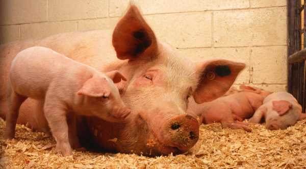 Названо головні проблеми свиногосподарств України - INFBusiness