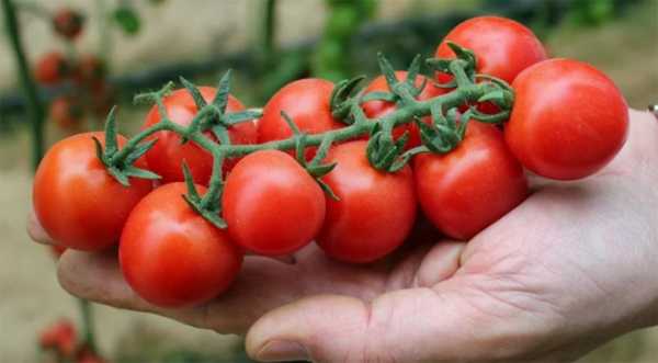 На Одещині встановили томатний рекорд - INFBusiness