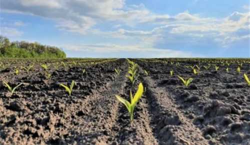 Вартість землі зросте після старту другого етапу земельної реформи, – Мінагрополітики - INFBusiness