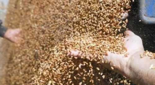 Проблеми експорту зерна не зникнуть після виборів у Польщі - INFBusiness