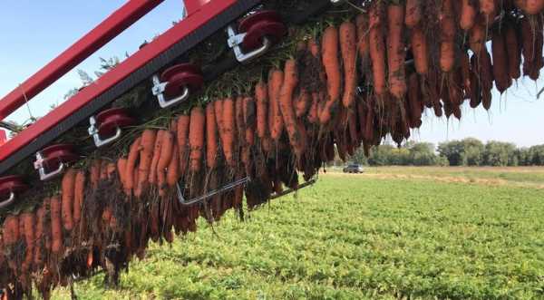 Виробники моркви намагаються реалізовувати продукцію прямо з поля - INFBusiness