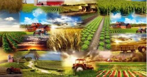 Від підтримки аграріїв до імпортозаміщення – Зеленський ввів в дію рішення щодо забезпечення продовольчої безпеки - INFBusiness
