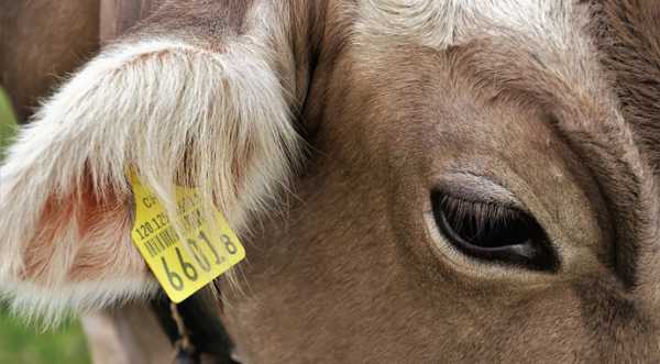 Українські тваринники змушені скорочувати поголів'я худоби і відправляти її на експорт - INFBusiness
