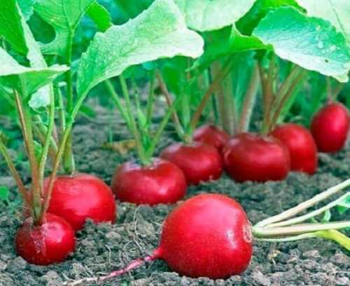 Фермери Львівщини зібрали гарний врожай овочів з безкоштовного насіння - INFBusiness