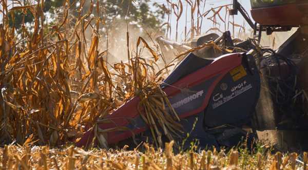 В Україні вже намолотили понад 2,5 млн т кукурудзи - INFBusiness