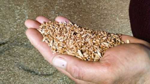 Темпи експорту зернових та зернобобових на 31% відстають від минулорічних - INFBusiness