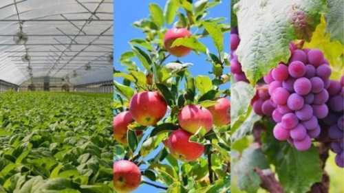 Уряд удосконалив Порядок надання грантів на розвиток садівництва та тепличного господарства - INFBusiness