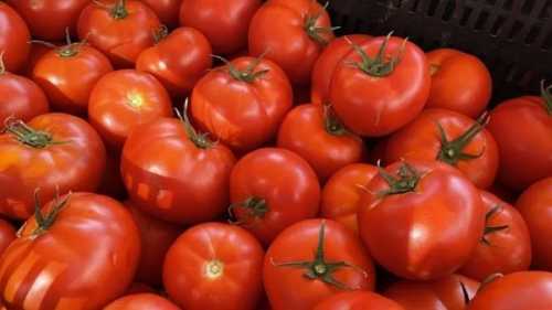 Скорочення виробництва та недостатній імпорт спричинили ріст цін на томати - INFBusiness